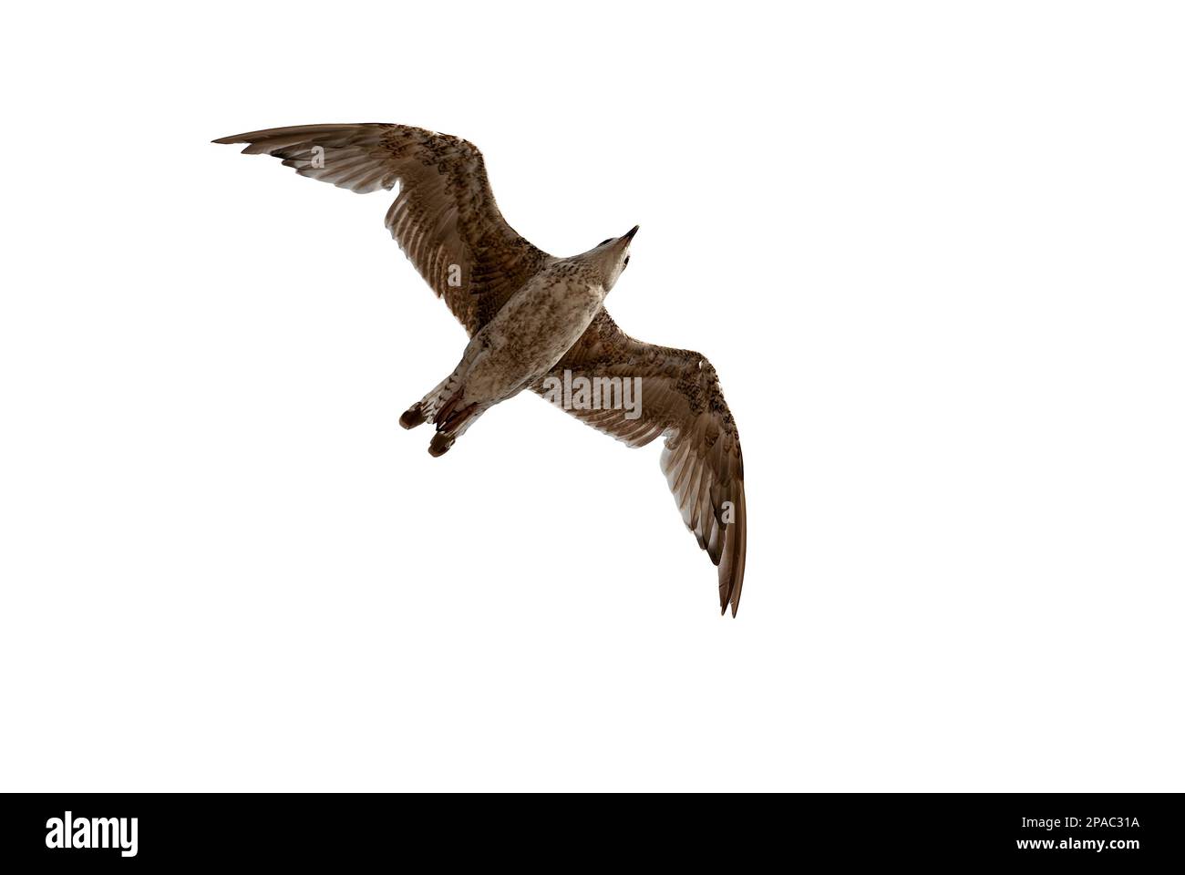 gabbiano in volo primo piano dal basso - gabbiano con ali sparse isolate su sfondo bianco Foto Stock