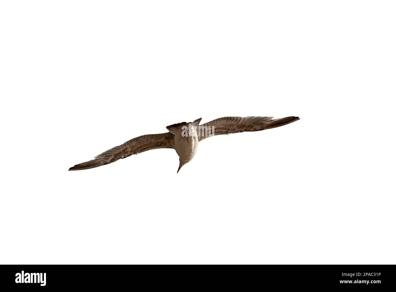 gabbiano volante con ali distese da dietro - gabbiano in volo guarda ai lati - gabbiano in volo isolato su sfondo bianco Foto Stock
