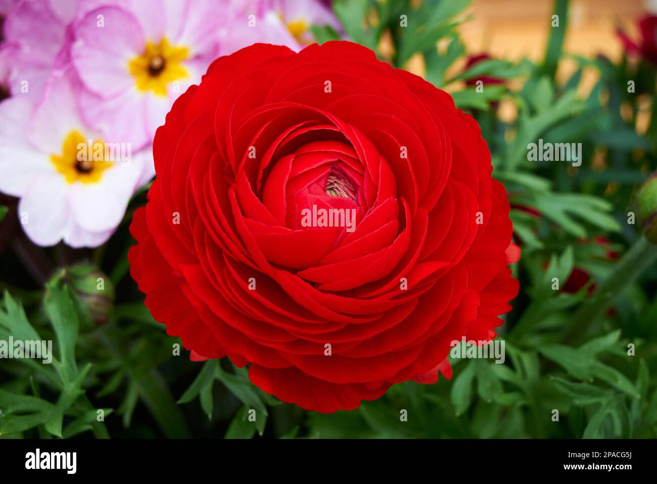 Fiore di Ranunculus asiaticus, buttercup persiano Foto Stock