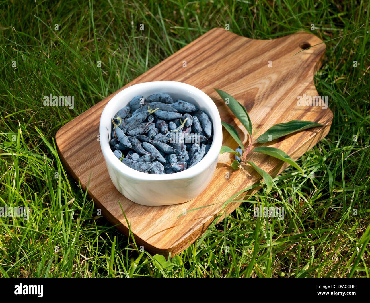 Succhietto di miele raccolto nella ciotola di ceramica bianca sul bordo di legno sull'erba. Cibo ricco di vitamine, superfood, snack sani. Bacche nazionali di haskap Foto Stock