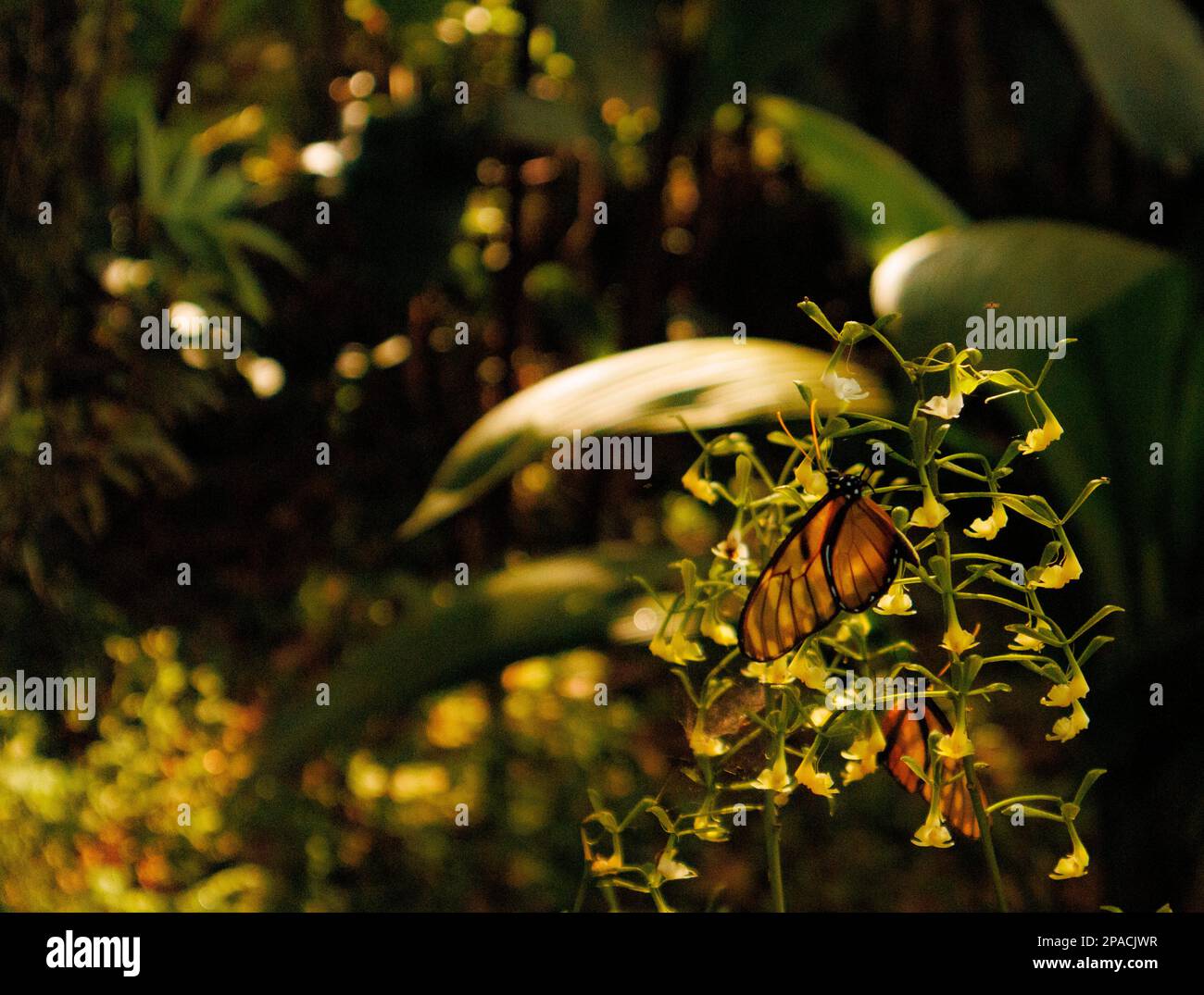 Farfalla con ali trasparenti in fiore giallo, una bella immagine Foto Stock
