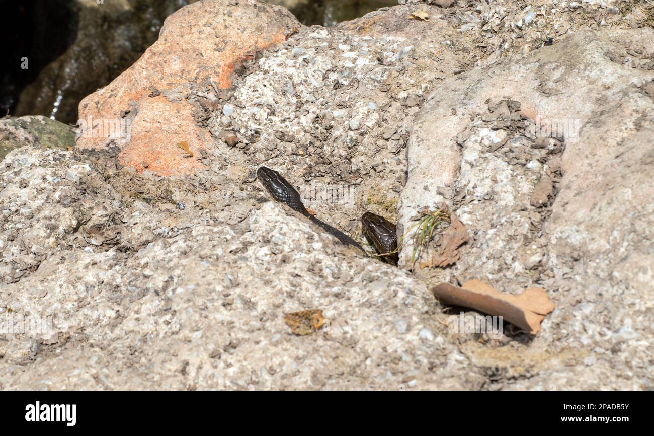 Un paio di serpenti d'acqua comuni che sdraiano sulle rocce del Missouri. Le grandi rocce si trovano accanto a un torrente che scorre dolcemente. I serpenti stanno bagnando il caldo Foto Stock