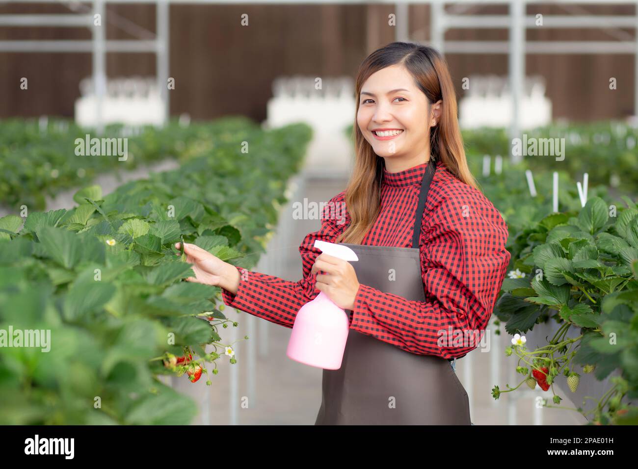 Bella imprenditore giovane donna asiatica in piedi e annaffiando le piante di fragola in fattoria a serra, coltivazione orticoltura, femmina facendo agricoltura Foto Stock