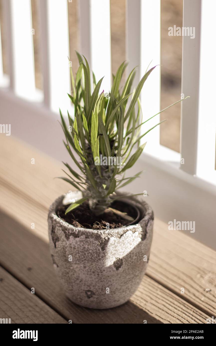 Potted Madagascar Palm in Sunshine Foto Stock