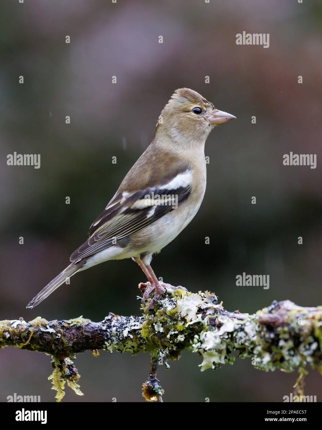 Chaffinch [ Fringilla coelebs ] uccello femmina su Lichen bastone coperto in pioggia Foto Stock