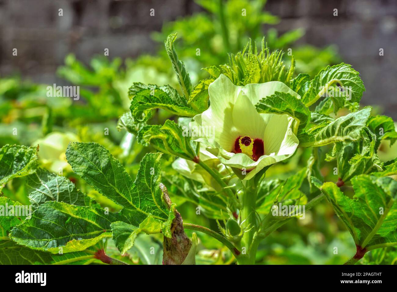 Primo piano della crescita di Okra o okro Abelmoschus esculentus, noto anche come dito donna . Foto Stock