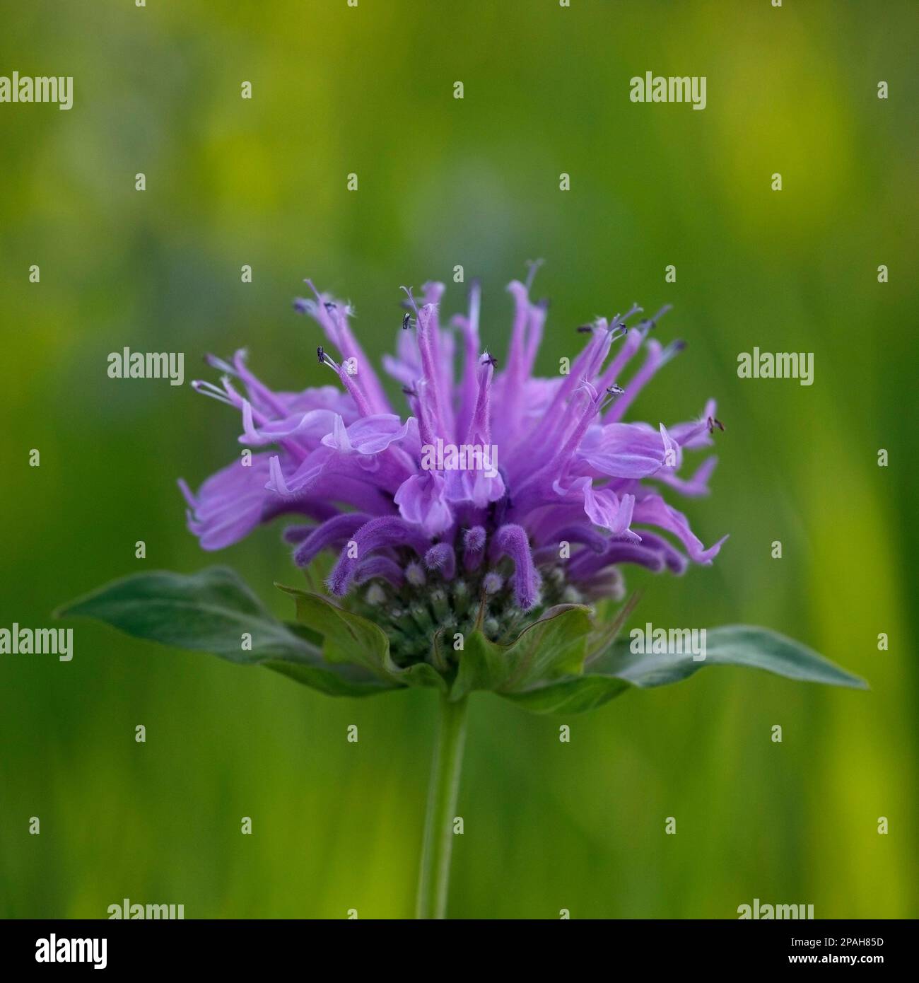 Fiore viola bergamotto selvatico occidentale in un prato, parco di Griffith Woods, Calgary, Alberta, Canada (Monarda fistolosa) Foto Stock