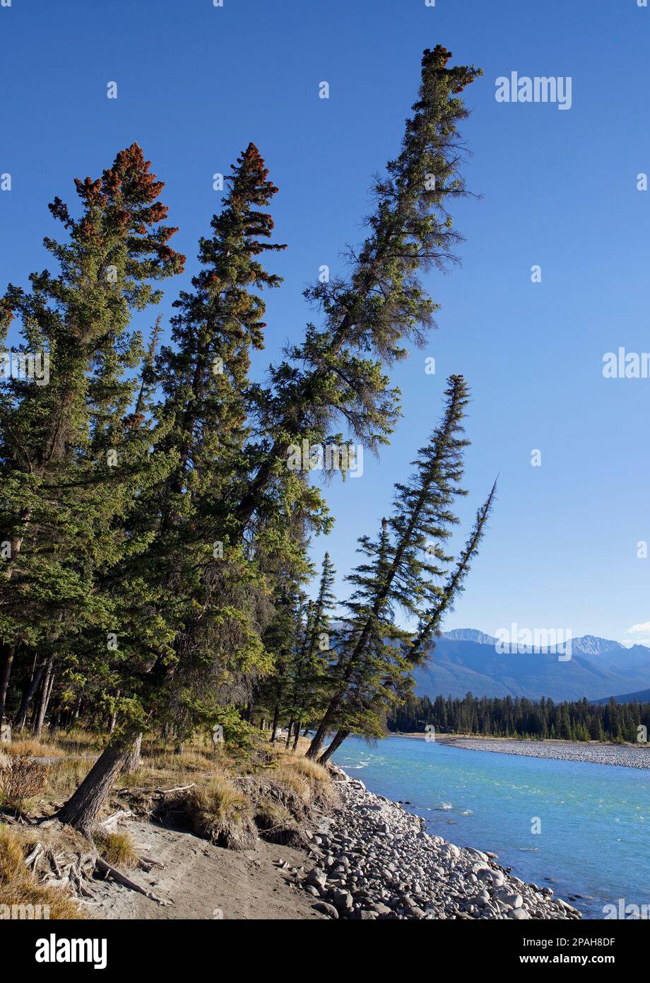 Alberi di abete rosso che si affacciano sulla riva del fiume Athabasca con un cielo azzurro limpido nel Jasper National Park, Alberta, Canada Foto Stock