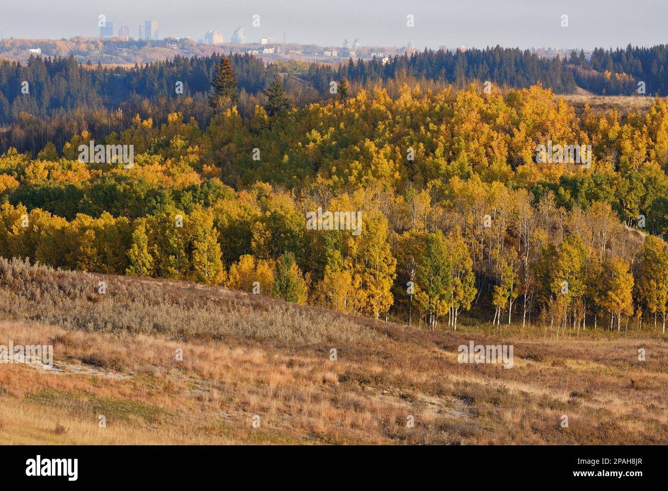 Le foglie verdi diventano gialle su alberi di aspen tremanti in autunno al Glenbow Ranch Provincial Park con Calgary in Distance, Alberta, Canada Foto Stock