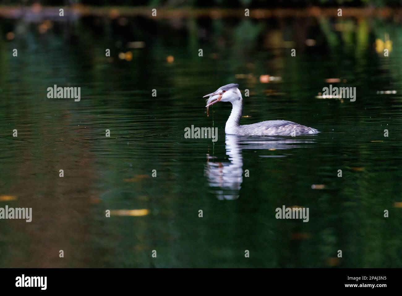 Grande grebe crested [ Podiceps cristate ] sul lago con persico nel suo disegno di legge e piena riflessione Foto Stock