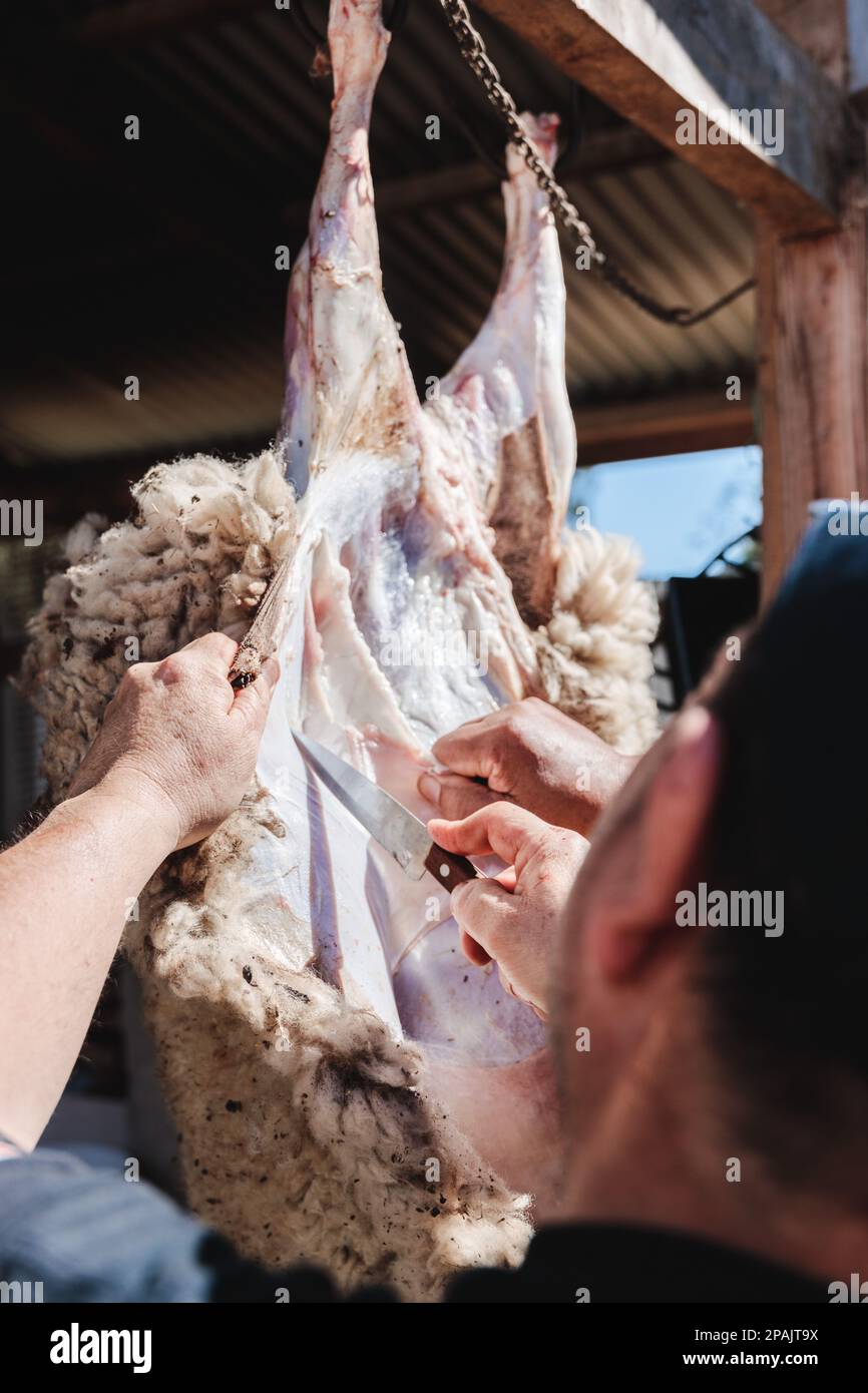 L'uomo latino non riconoscibile macellando e scuoiando un agnello appeso nella sua casa di campagna. Tradizioni della Patagonia Foto Stock