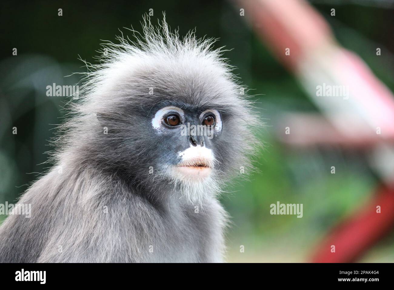 Ritratto di una bella scimmia adulta a foglia crepuscola (Trachypithecus obscurus). Foto Stock