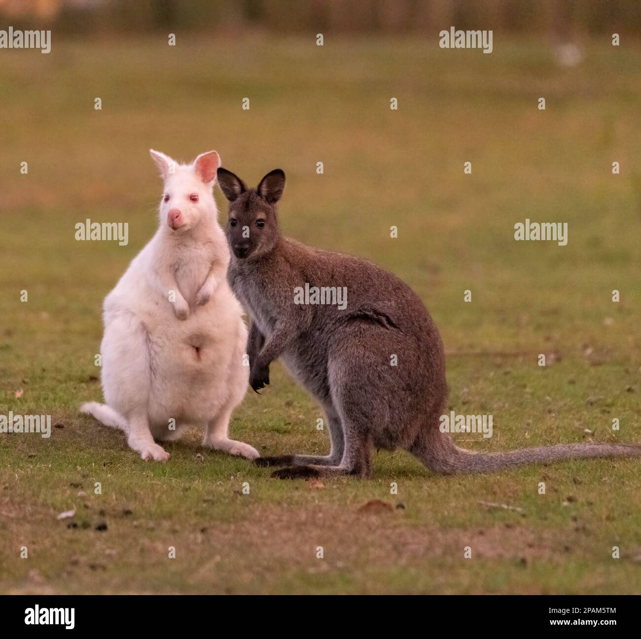 Bruny Island Tasmania come una miscela di Wallaby e canguri tra cui l'Albino Wallaby bianco. Foto Stock