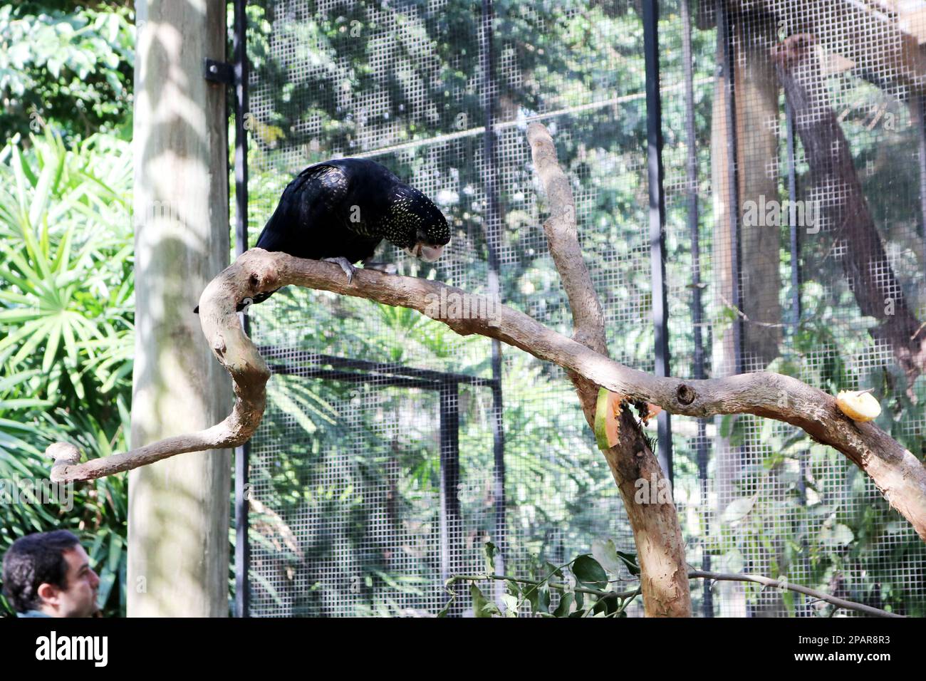 I gatuaggi neri femminili dalla coda rossa (Calyptorhynchus banksii) hanno macchie gialle sul viso e sulle ali : (pix Sanjiv Shukla) Foto Stock