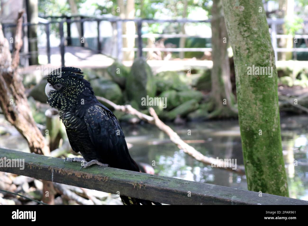 I gatuaggi neri femminili dalla coda rossa (Calyptorhynchus banksii) hanno macchie gialle sul viso e sulle ali : (pix Sanjiv Shukla) Foto Stock
