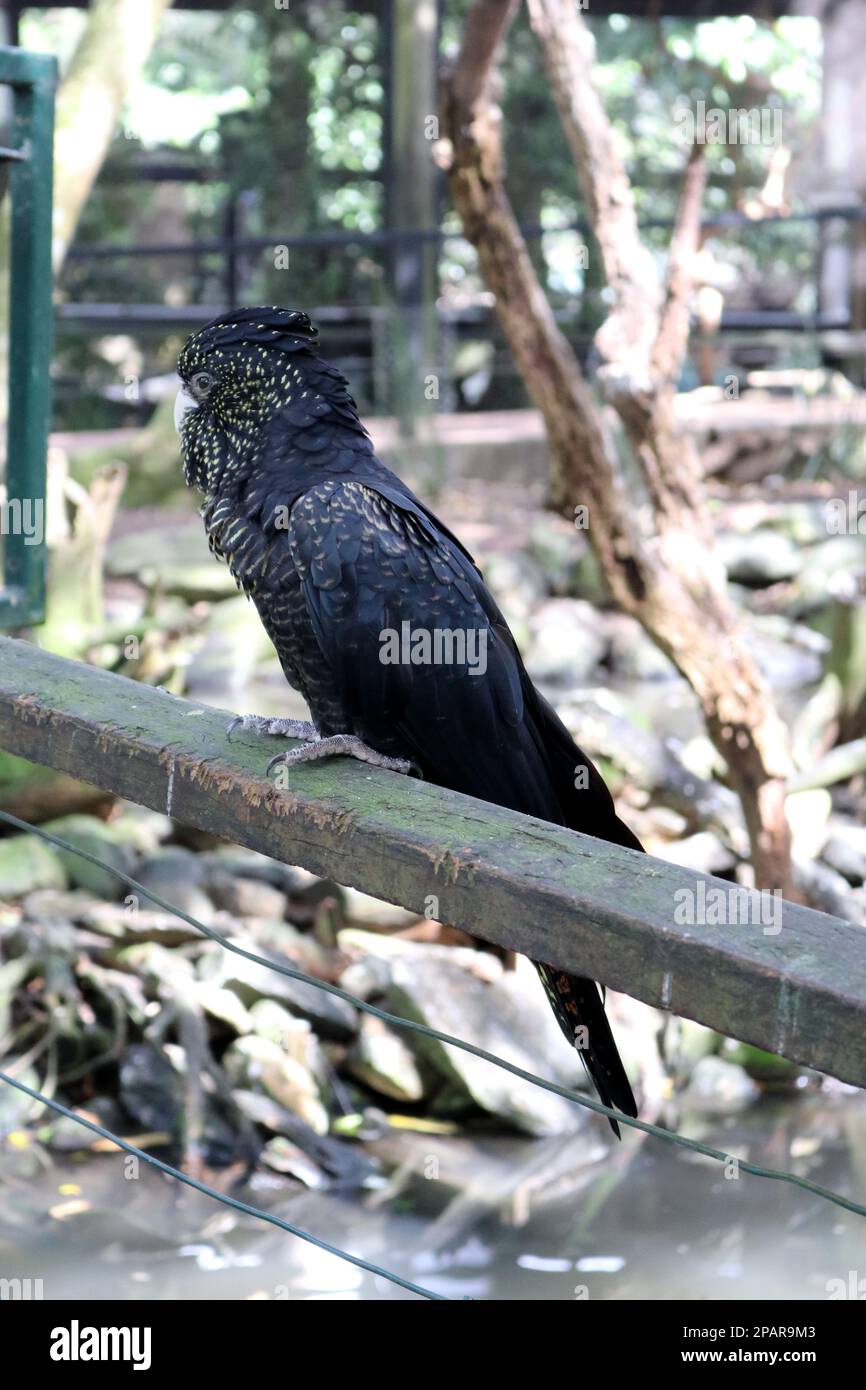 I gatuaggi neri femminili dalla coda rossa (Calyptorhynchus banksii) hanno macchie gialle sul viso e sulle ali : (pix Sanjiv Shukla) Foto Stock