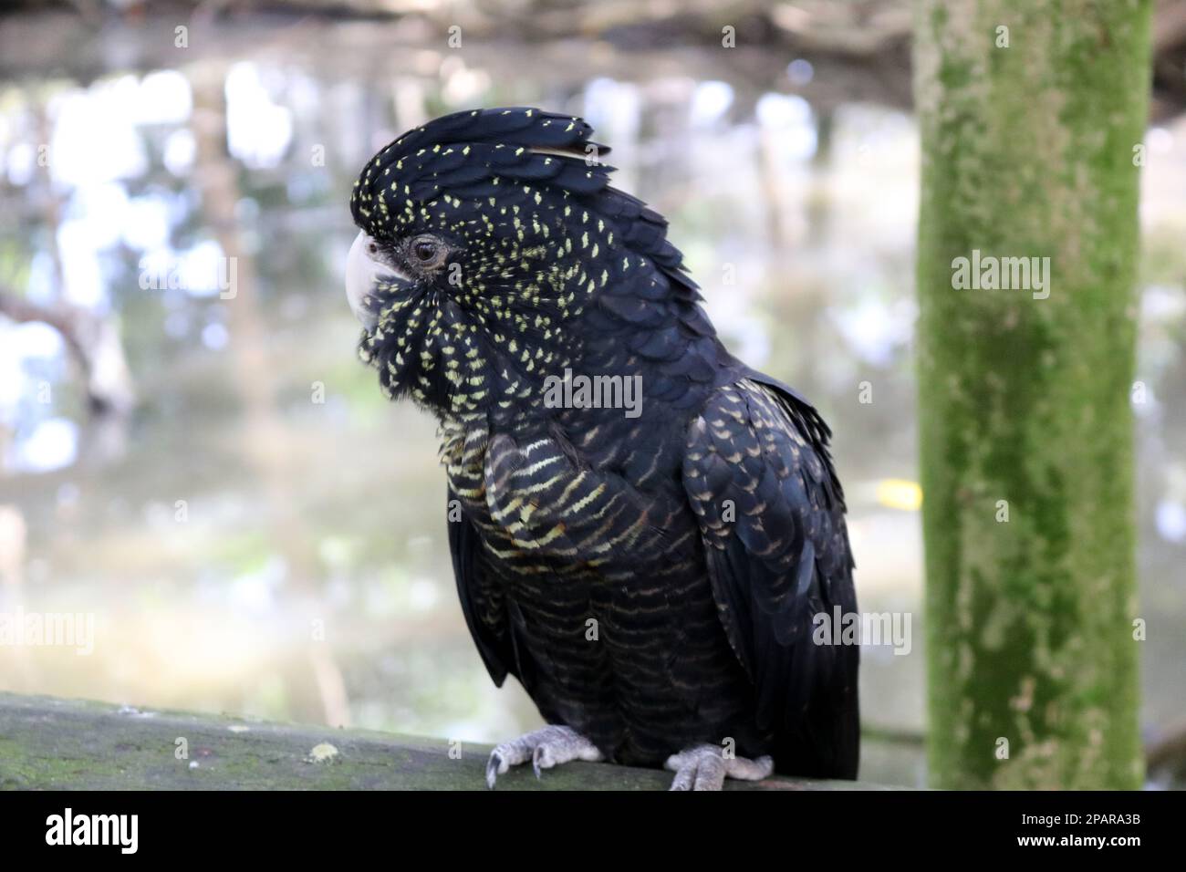 I gatuaggi neri femminili dalla coda rossa (Calyptorhynchus banksii) hanno macchie gialle sul viso e sulle ali : (pix Sanjiv Shukla) Foto Stock
