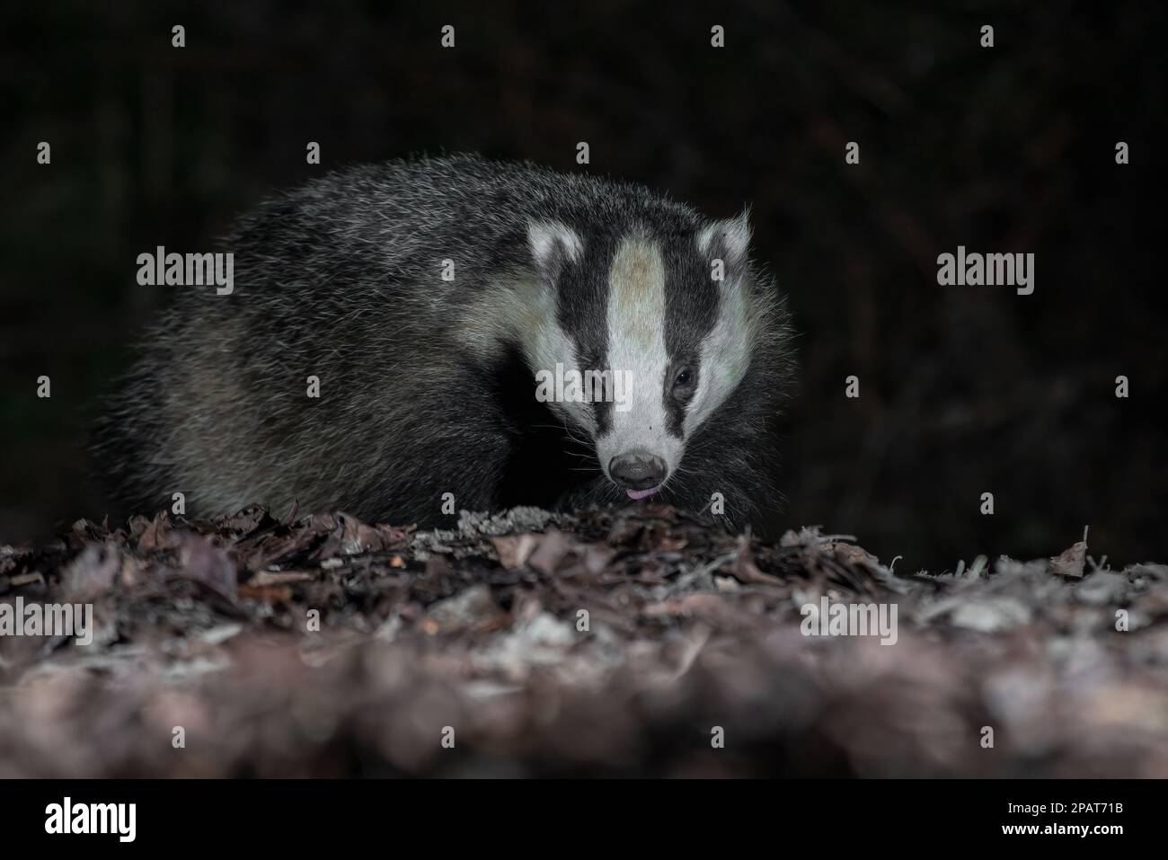 Primo piano della testa e della faccia di un tasso come è in preda nelle foglie. Preso di notte con il flash, c'è spazio di copia intorno all'animale Foto Stock