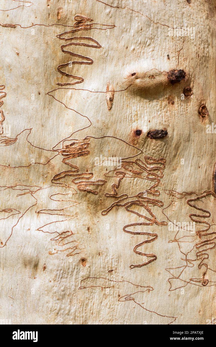 Scribbly Gum Moth marchi sulla corteccia di Eucalyptus signata.Ogmoggrottis sp Cordalba state Forest Bundaberg Australia Foto Stock