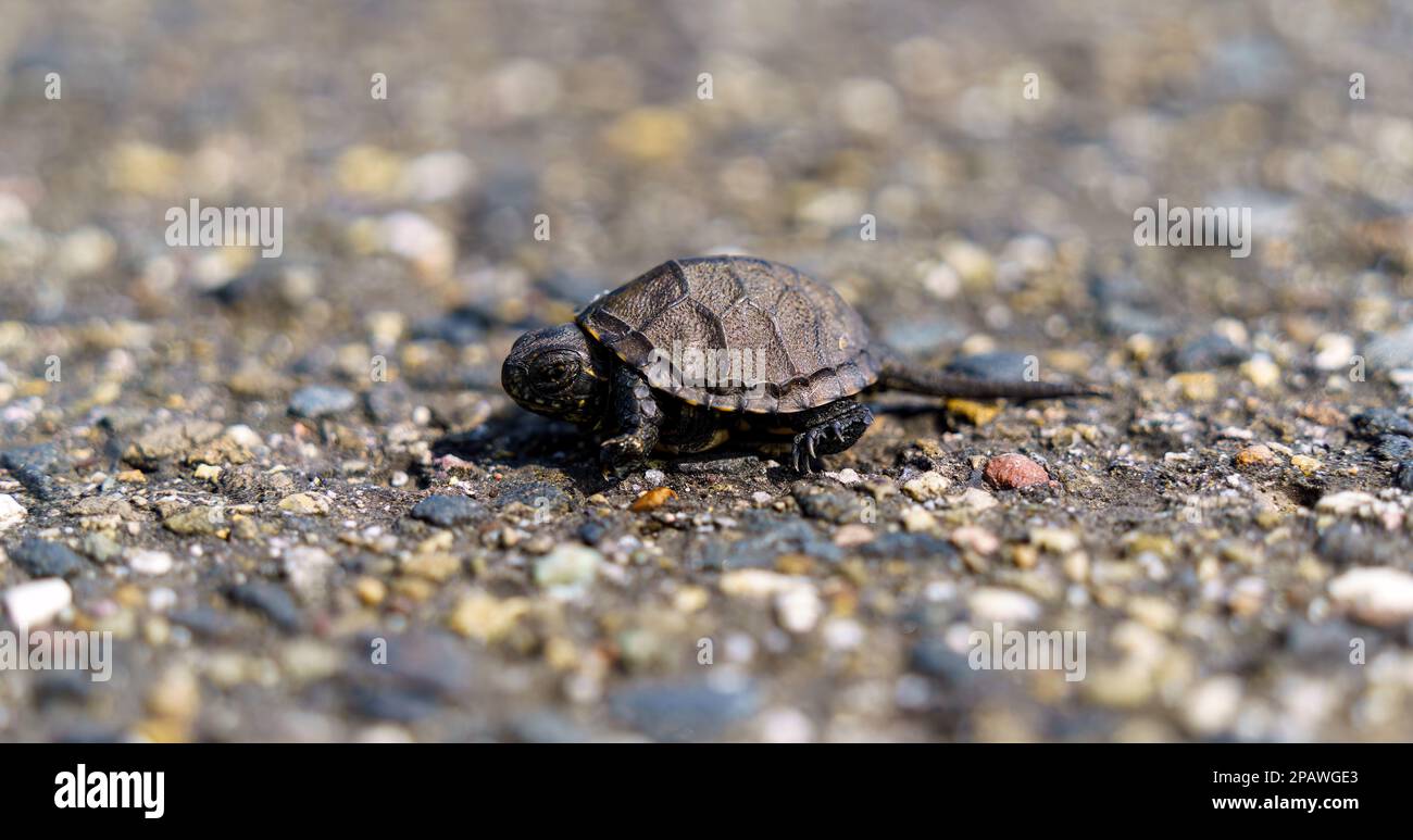 Un cursore dalle ventre gialle, Trachemys scripta scripta in Germania, Europa. Foto Stock