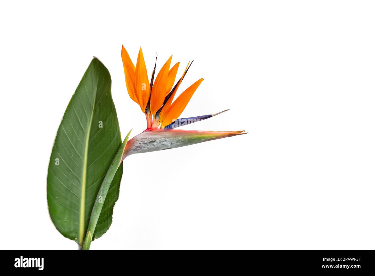 Strelitzia reginae fiore o uccello di paradiso fiore con una foglia, isolato su sfondo bianco Foto Stock