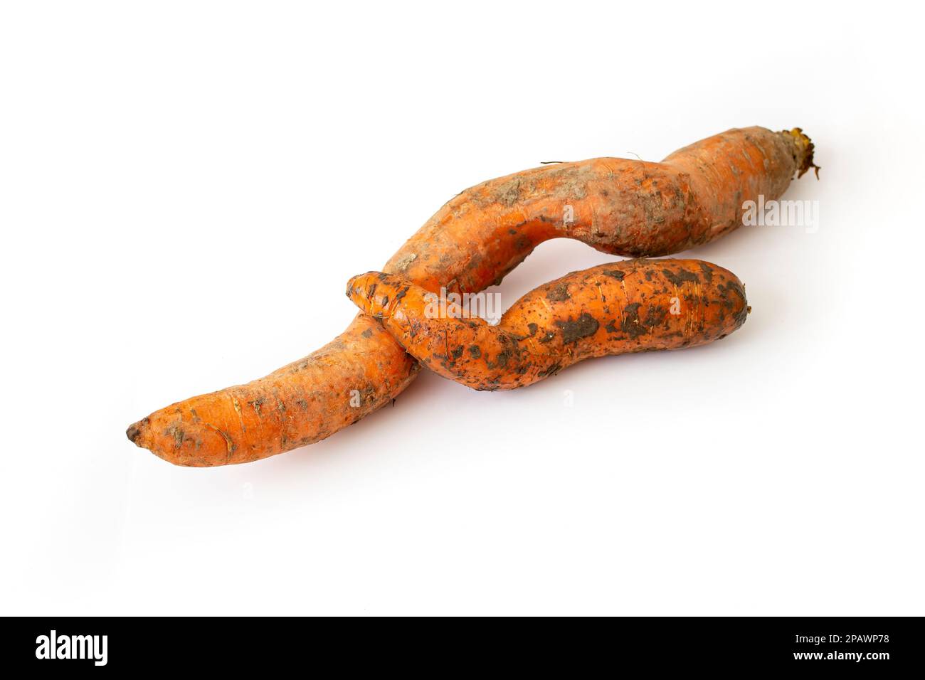 Due carote attorcigliate piene di sporcizia e isolate su sfondo bianco, messa a fuoco morbida primo piano Foto Stock