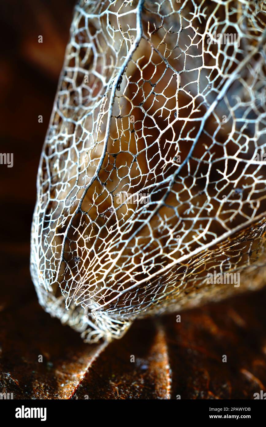 Macro dei calici scheletrici della pianta Physalis. Foto Stock