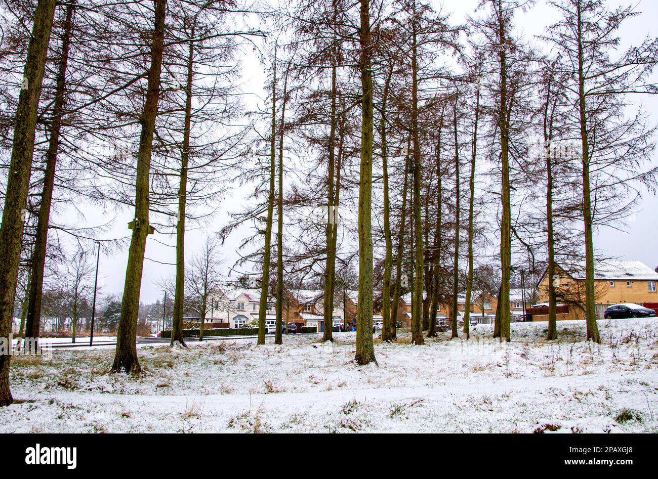 Dundee, Tayside, Scozia, Regno Unito. 12th Mar, 2023. UK Weather: Notte neve coperta Ardler Village a Dundee, ma la neve si sta scongelando a causa dell'arrivo di un clima più mite e più soleggiato con temperature che raggiungono i 9°C. Credit: Dundee Photographics/Alamy Live News Foto Stock