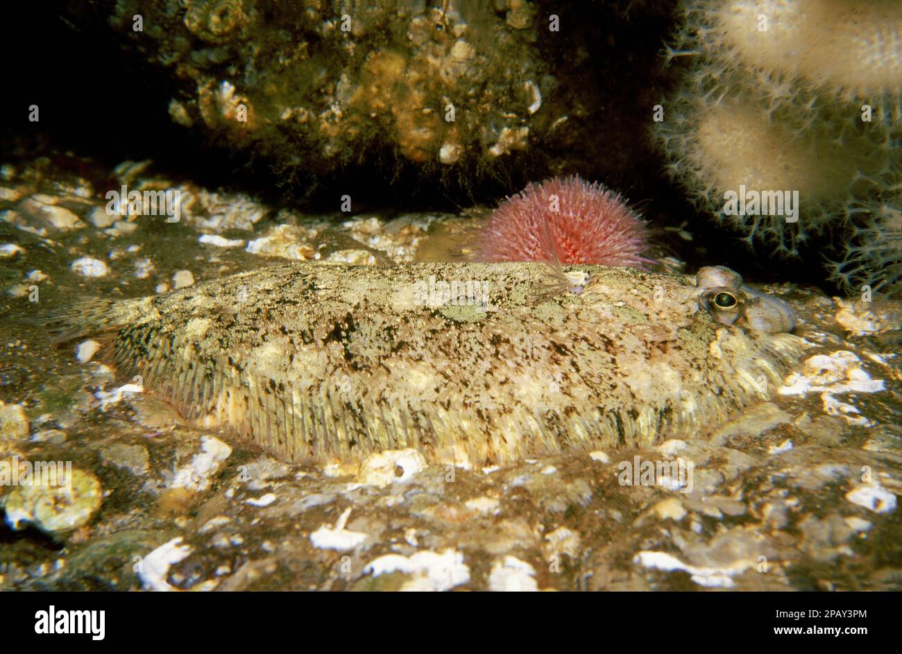 Topknot (Zeugopterus punctatus) sdraiato su una superficie rocciosa, Regno Unito. Foto Stock