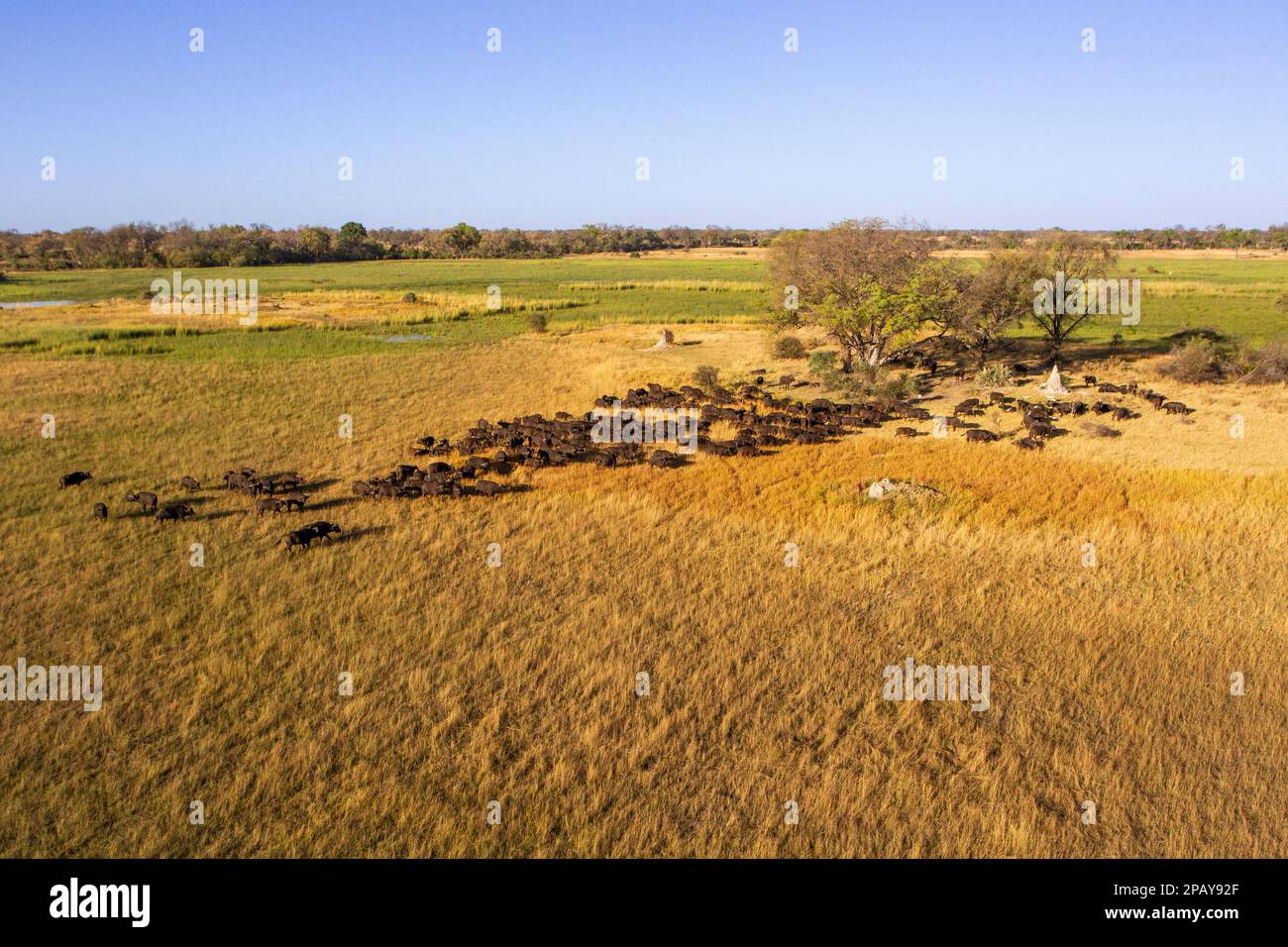 Veduta aerea di una mandria di bufali nella campagna del Delta dell'Okavango. Sentieri animali, alberi e prati verdi. Delta dell'Okavango, Botswana Foto Stock Veduta aerea di una mandria di bufali nella campagna del Delta dell'Okavango. Sentieri animali, alberi e prati verdi. Delta dell'Okavango, Botswana Foto Stock