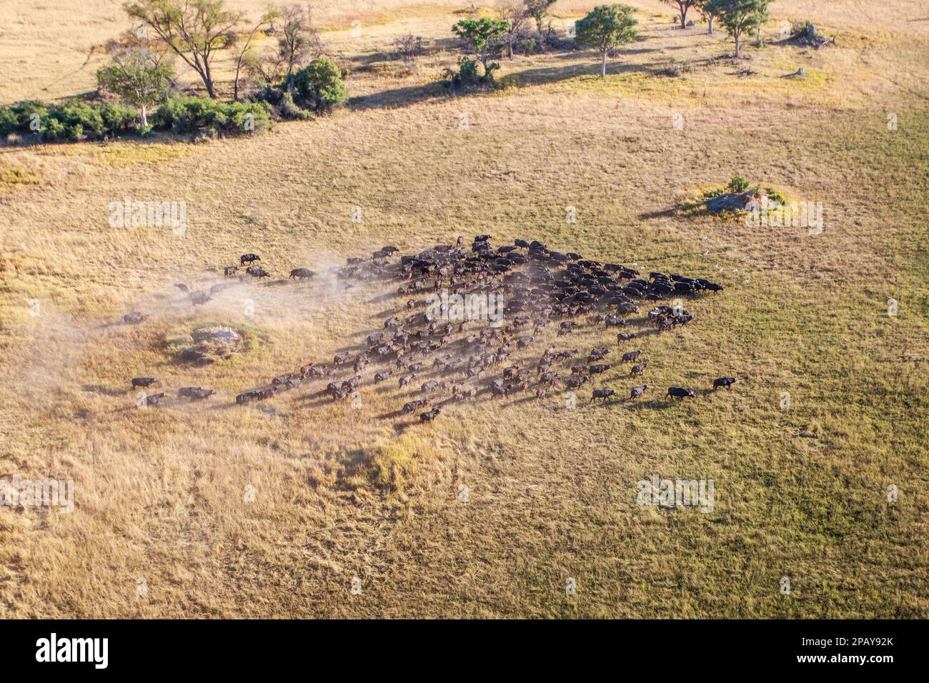 Veduta aerea di una mandria di bufali nella campagna del Delta dell'Okavango. Sentieri animali, alberi e prati verdi. Delta dell'Okavango, Botswana Foto Stock Veduta aerea di una mandria di bufali nella campagna del Delta dell'Okavango. Sentieri animali, alberi e prati verdi. Delta dell'Okavango, Botswana Foto Stock