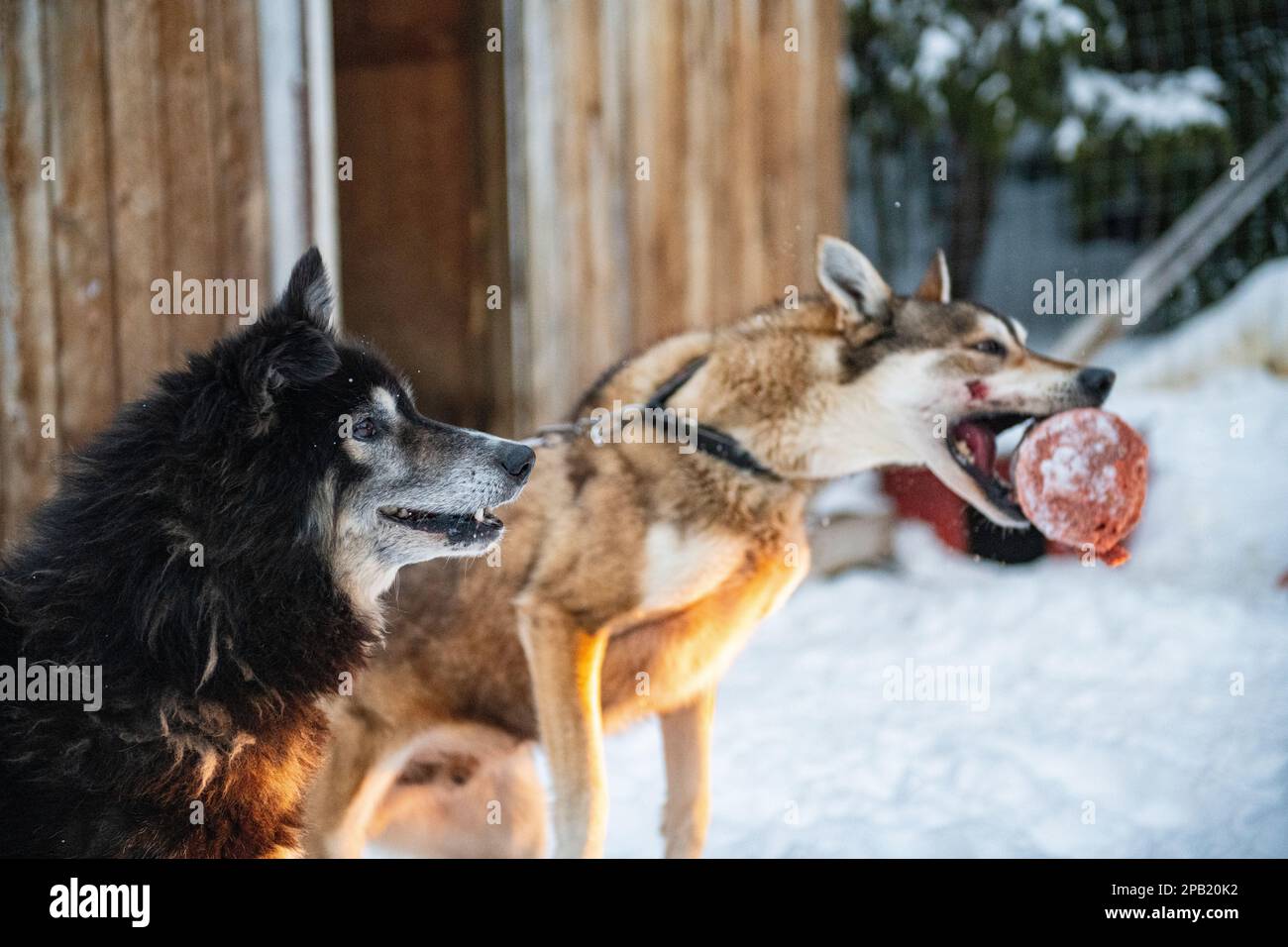 Husky Feeding Time (tempo di alimentazione Husky) - energia per la slitta trainata da cani il giorno successivo Foto Stock