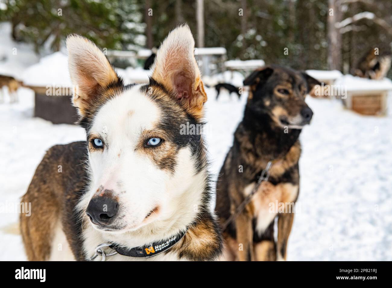 Due cani da buccia dagli occhi blu nella neve Foto Stock