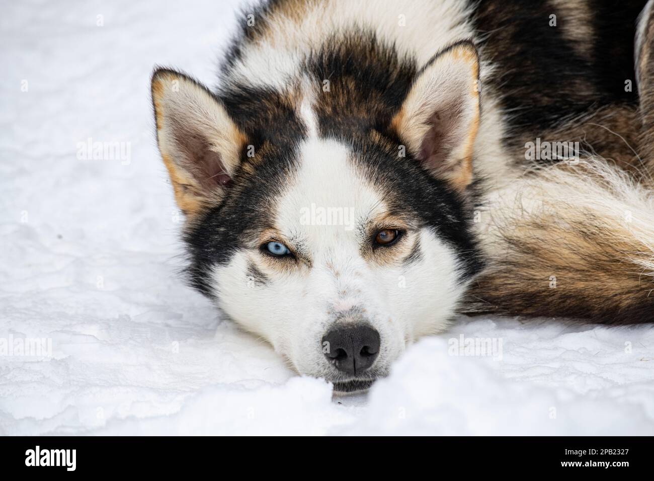 Una rara buccia di colore blu znd bruno nella neve nella natura selvaggia norvegese Foto Stock