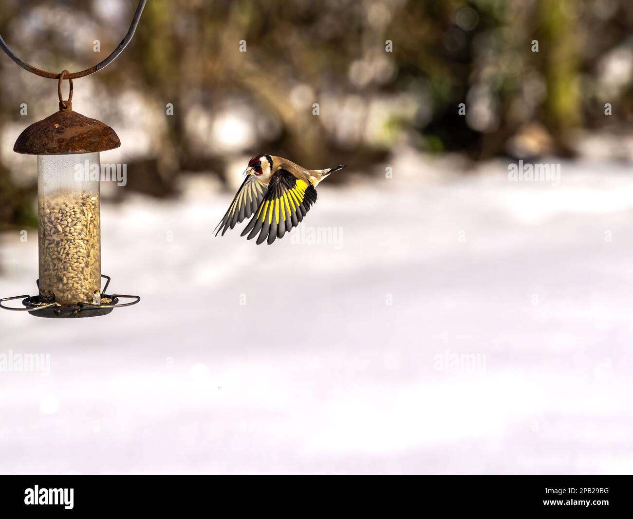 Goldfinch volando verso un Garden feeder nella neve Foto Stock