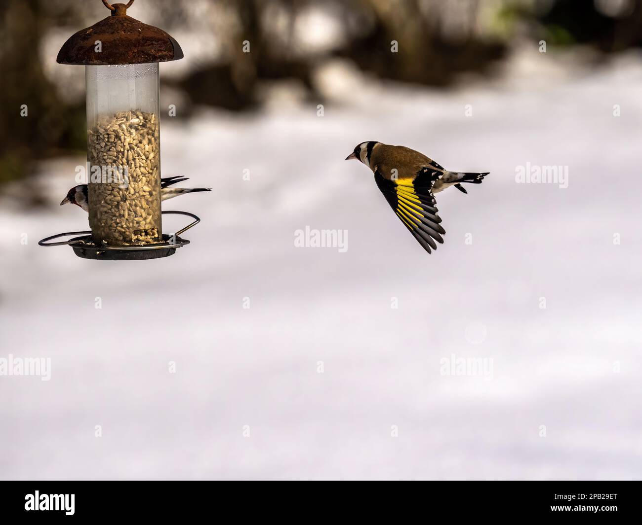 Goldfinch volando verso un Garden feeder nella neve Foto Stock