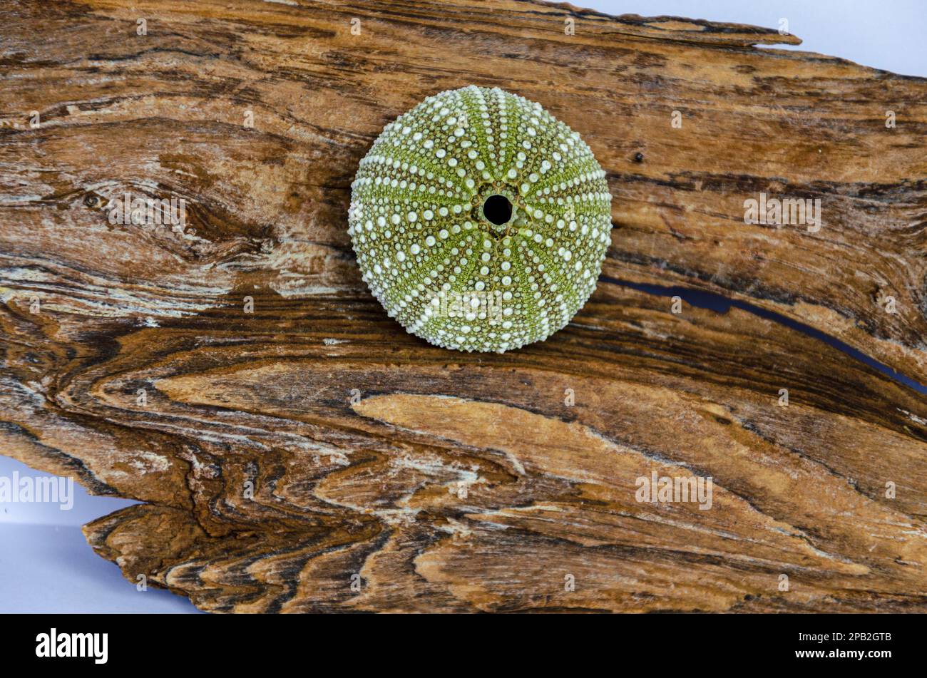 Guscio di orchino di mare seduto su un pezzo di legno Foto Stock