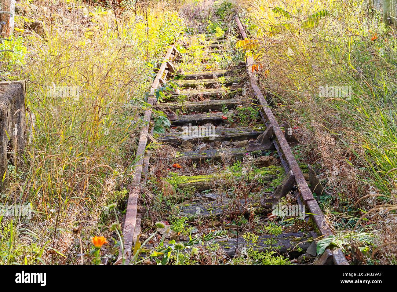 Binari ferroviari, a scartamento ridotto visto al Golden Acre Park Leeds in un giardino Foto Stock