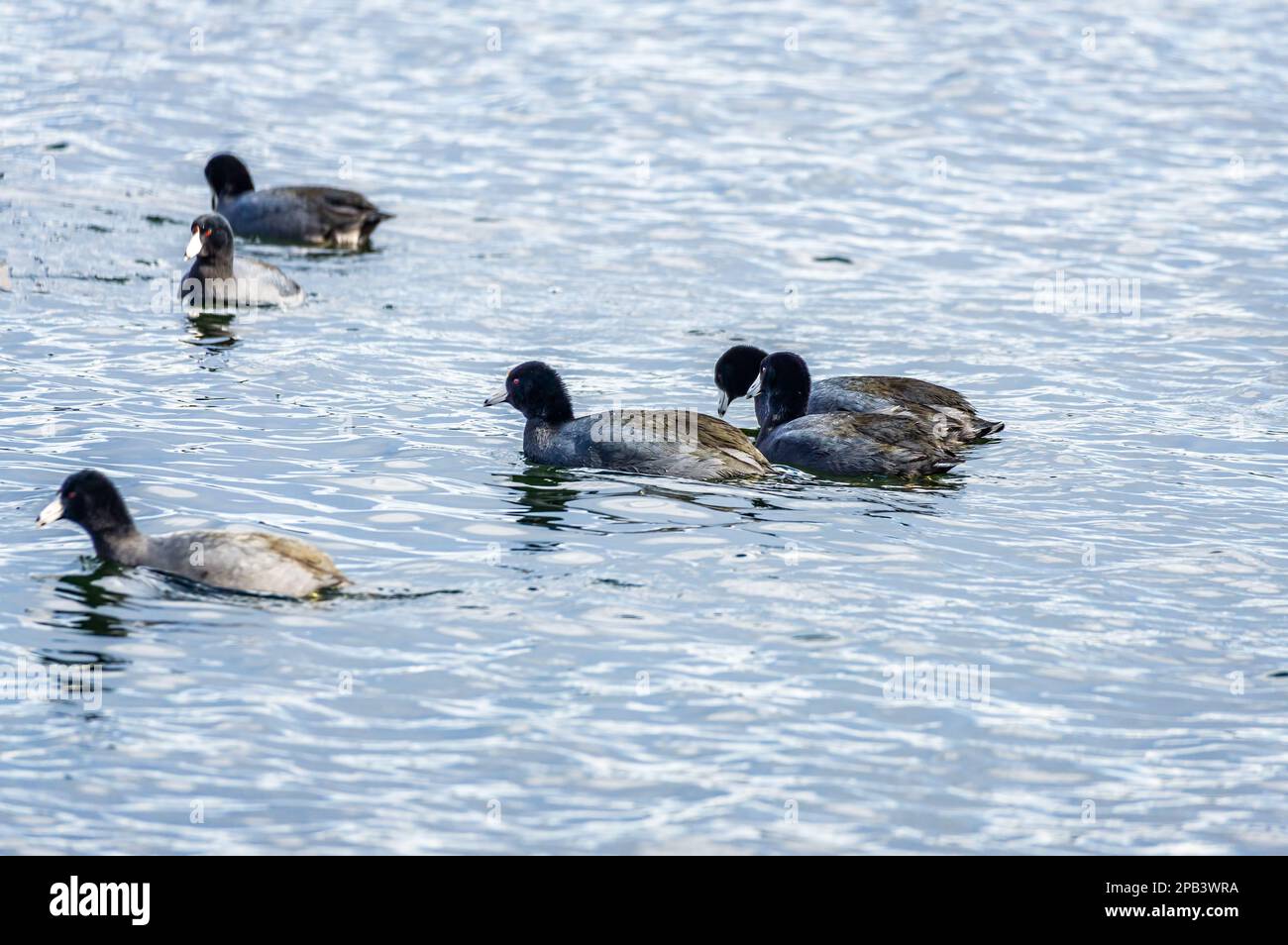 Un primo piano di piccoli uccelli sul lago Washinton a Seattle, Washington. Foto Stock