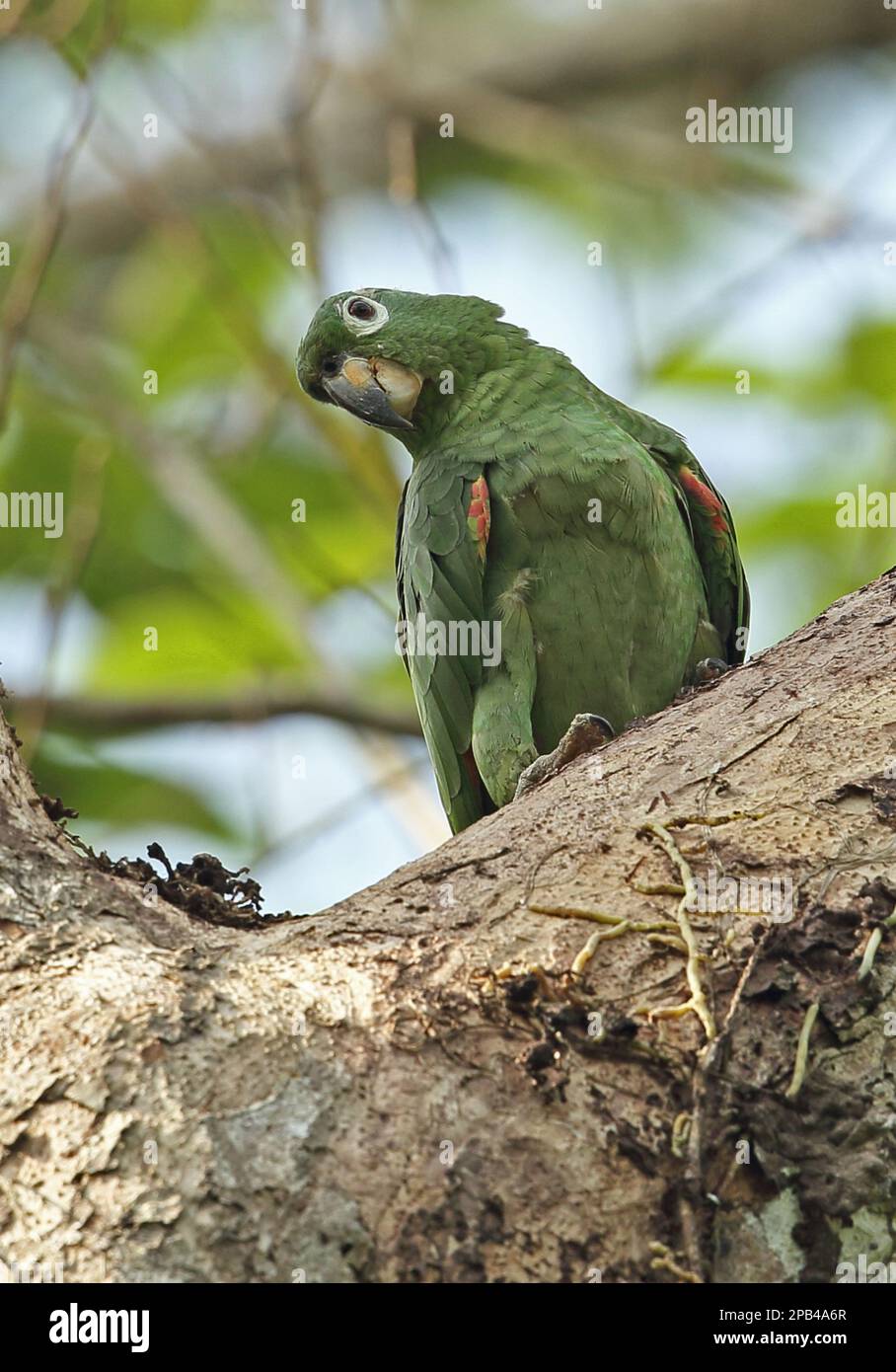 amazzonia di Mealy del sud (Amazona farinosa), adulto di Mealy Parrot, arroccato nell'albero, Darien, Panama, America Centrale Foto Stock