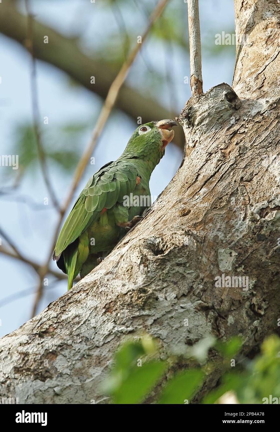 amazzonia di Mealy del sud (Amazona farinosa), adulto di Mealy Parrot, albero di arrampicata usando becco, Darien, Panama, America Centrale Foto Stock