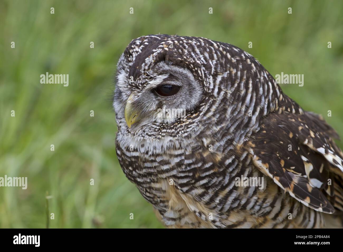 Gufo di Chaco (Strix chacoensis), gufo di Chaco, gufo di chaco, gufo di chaco, animali, Uccelli, gufi, gufo di Chaco adulto, primo piano della testa (prigioniero) Foto Stock