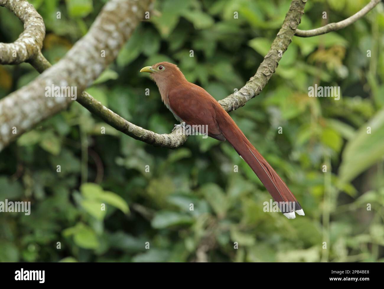 XkSquirrel Cuckoo (Piaya cayana thermophila) adulto, arroccato su ramo, fiume Chagres, Panama, America Centrale Foto Stock