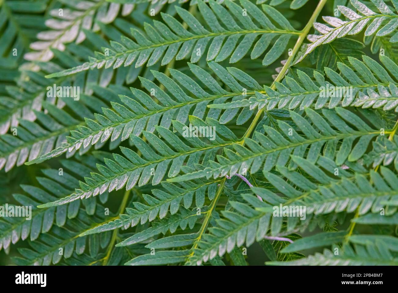 Sfondo verde floreale. Motivo foglie Fern Foto Stock