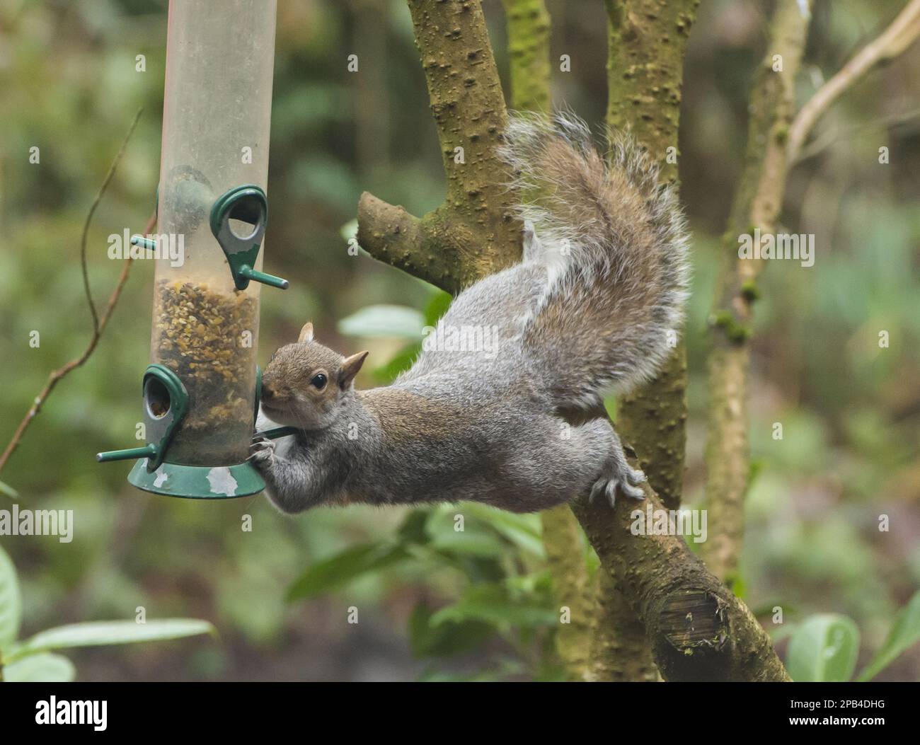 Lo scoiattolo grigio orientale (Sciurus carolinensis) introdusse specie, adulte, che si nutrono di un birdfeeder appeso in giardino, Chipping, Lancashire, Inghilterra, Unit Foto Stock