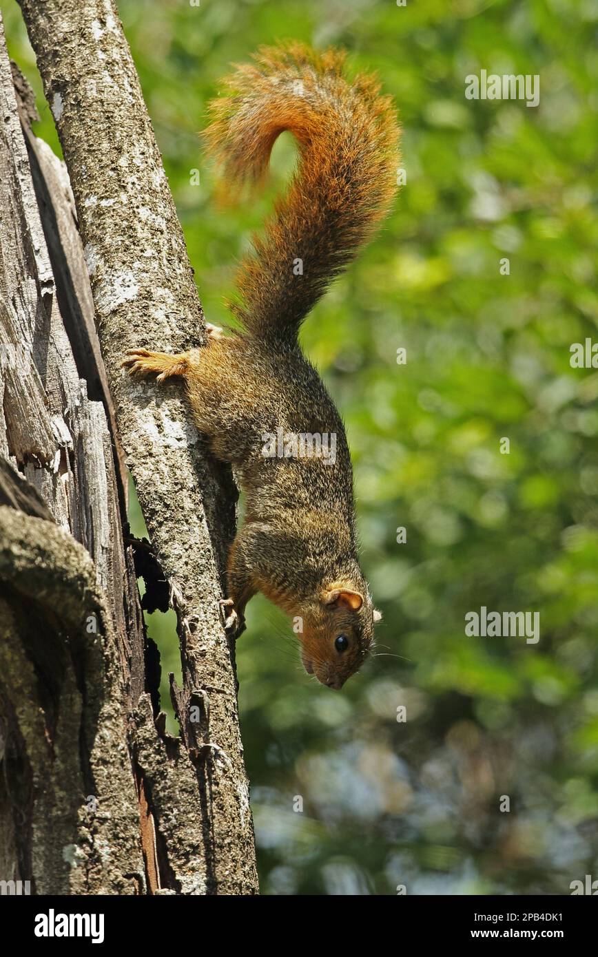 Scoiattolo cespuglio rosso (Paraxerus palliatus) adulto,), KwaZulu-Natal, Sud Africa, novembre, arrampicandosi giù tronco di albero, iSimangaliso Wetland Park Greater St Foto Stock