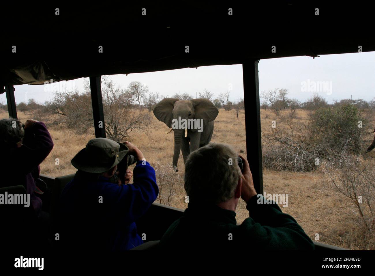 Elefante africano, elefanti, mammiferi, animali elefante essere fotografato da veicolo safari Foto Stock
