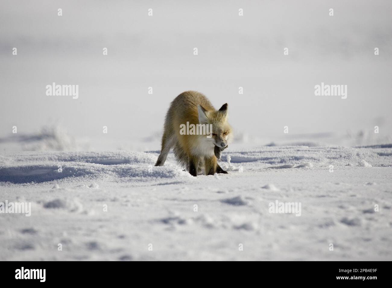 Volpi rosse americane, volpi rosse americane, volpi, volpi, canine, predatori, mammiferi, animali, volpe rossa che mangiano piccoli mammiferi Foto Stock