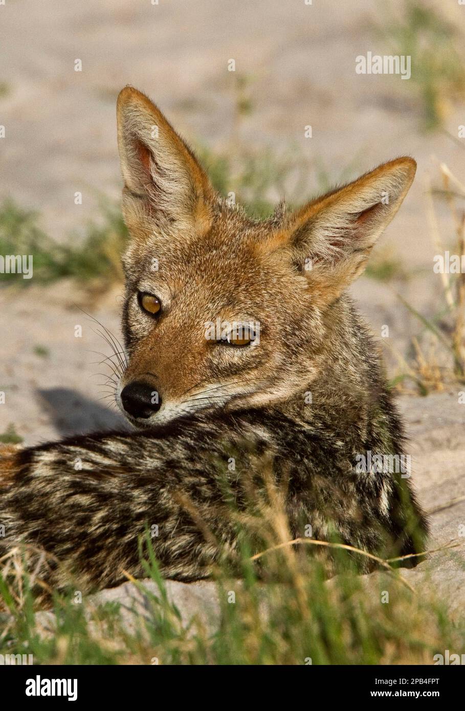 Jackal nero, jackal nero, jackals, canine, predatori, Mammiferi, animali, sciacalli neri, Botswana, Africa Foto Stock
