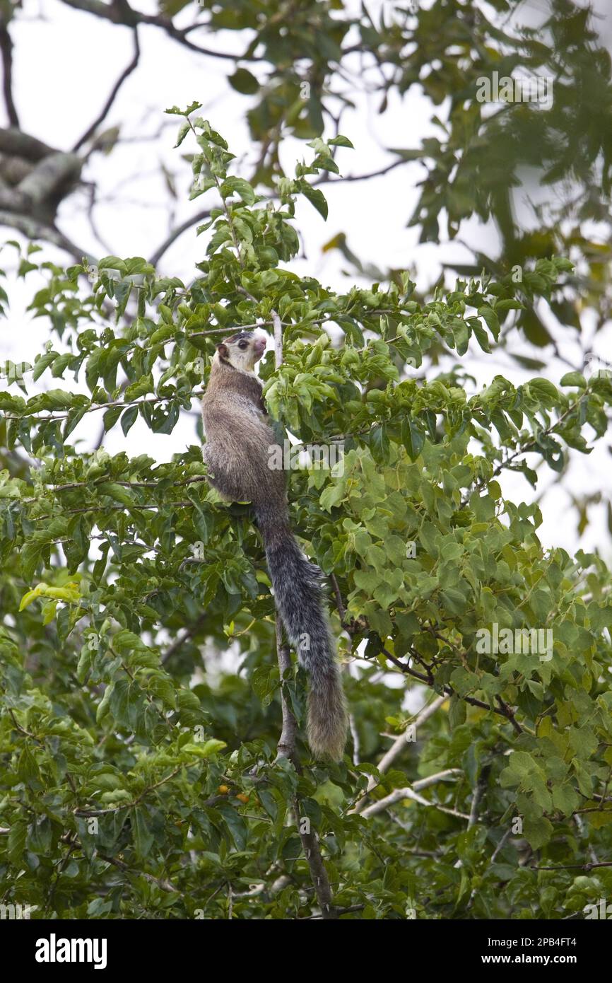 Indisches Grizzly-Eichhörnchen, Sri Lanka, Asia Foto Stock